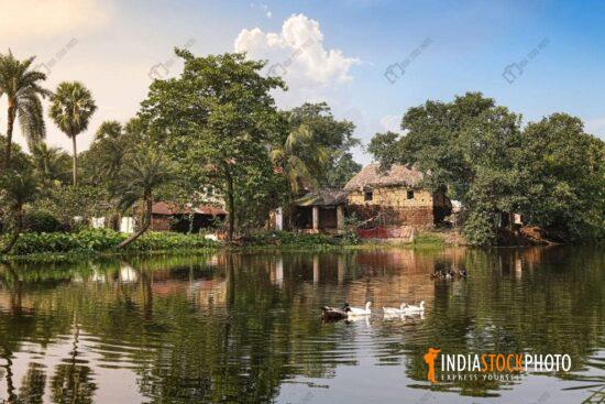 Rural village pond with ducks swimming at Bankura West Bengal