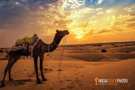 Camel at Thar desert Jaisalmer Rajasthan at sunset