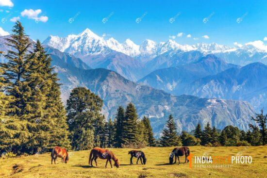Wild horses graze at Munsiyari with view of Himalaya mountain range