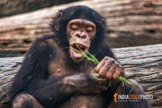 Chimpanzee eating grass in closeup view at Indian zoo