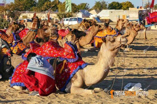 Decorated camels at Thar desert Jaisalmer Rajasthan
