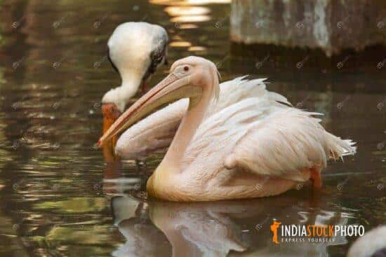 Great white pelican bird at Indian wildlife reserve
