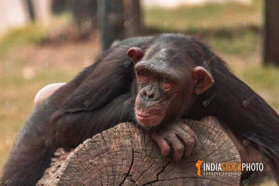 Chimpanzee resting on a wooden log at wildlife sanctuary