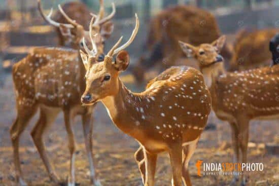 Indian spotted deer at a wildlife animal reserve