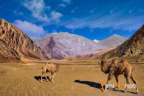 Nubra valley Ladakh cold desert with mountain camels
