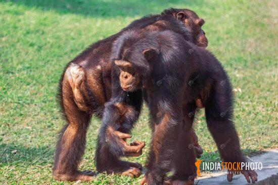 Baby chimps at Indian wildlife reserve