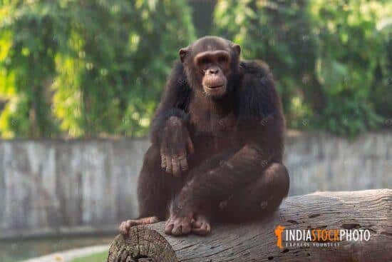 Chimpanzee sitting on a wooden log at an animal sanctuary