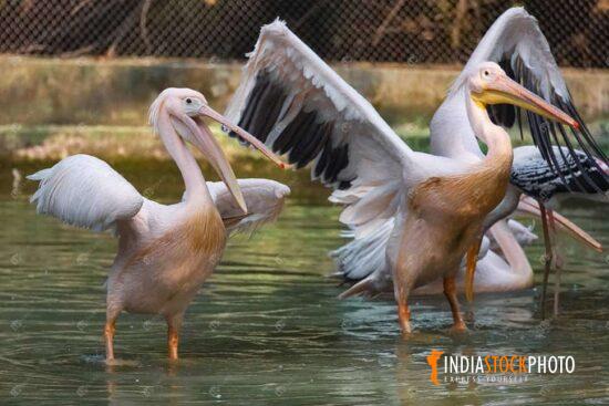 Great White Pelican birds in an Indian wildlife sanctuary