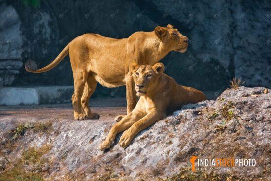 Lionesses in natural habitat an Indian wildlife sanctuary
