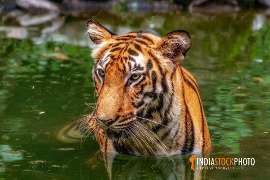 Bengal tiger submerged in swamp water at an Indian animal reserve