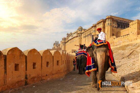 Indian elephants at Amer Fort Jaipur Rajasthan