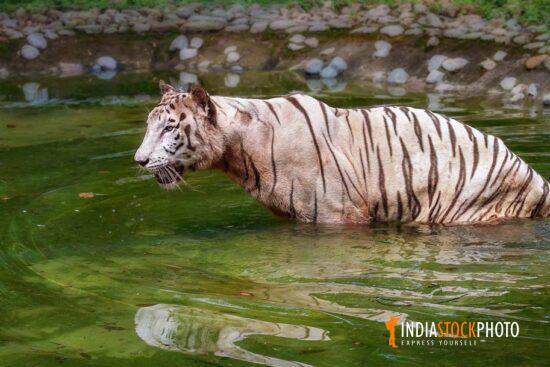 White Bengal tiger in swamp water at Indian animal reserve