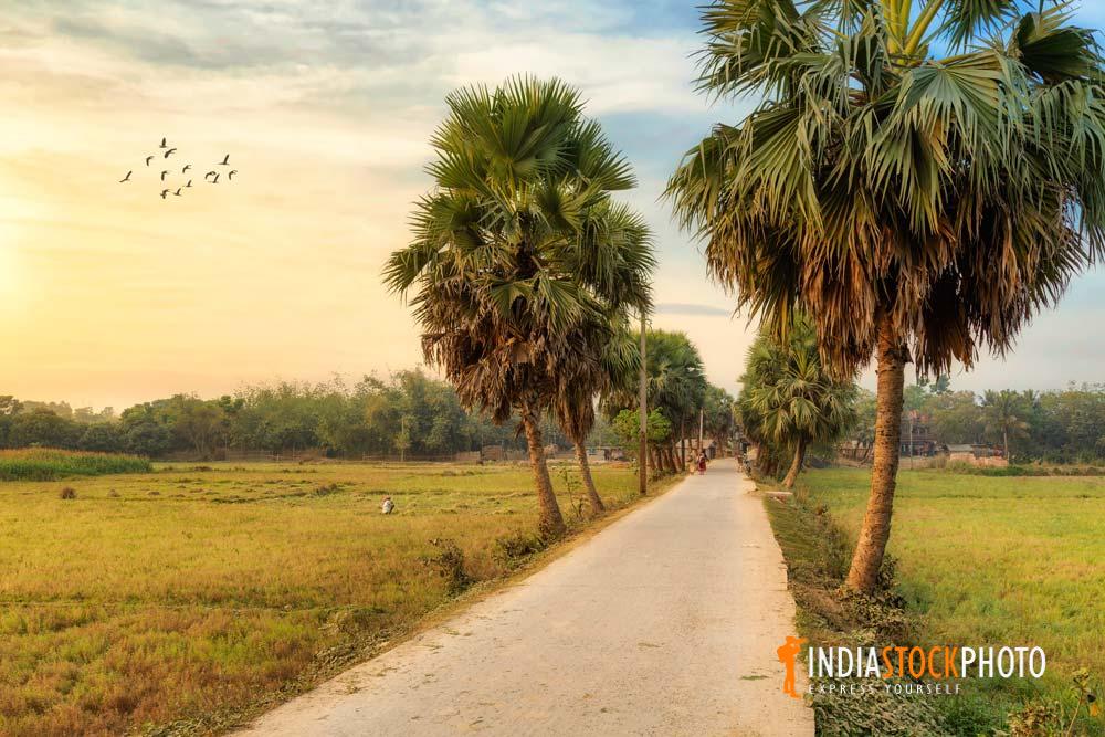 Scenic village road lined with palm trees with agricultural fields in West Bengal