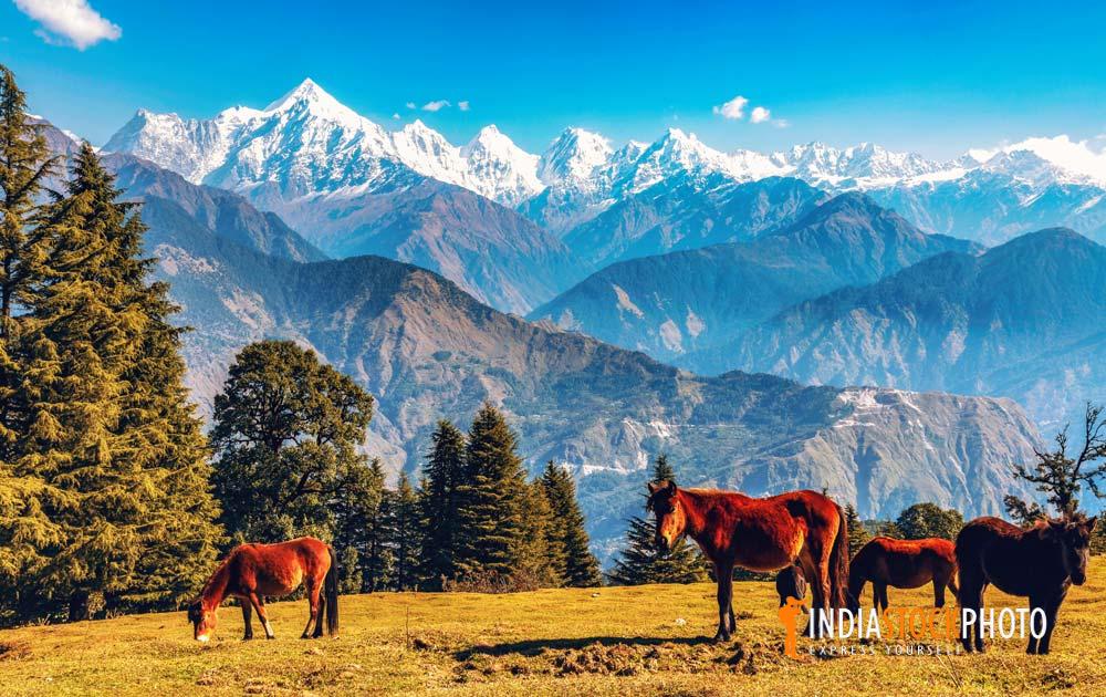 Wild horses graze with view of Punchchuli Himalaya range at Munsiyari Uttarakhand
